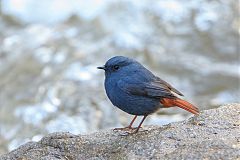 Plumbeous Redstart